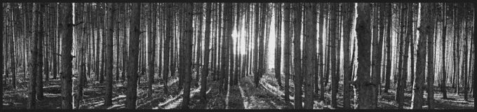A Veil of Trees — Trees work by Maria Drazilov