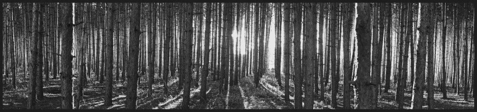 A Veil of Trees — Trees work by Maria Drazilov
