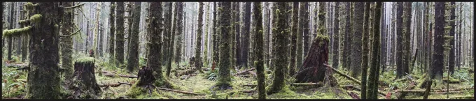 An Old Growth Hemlock Stand in the Hot Rainforest, Washington — Trees work by Maria Drazilov