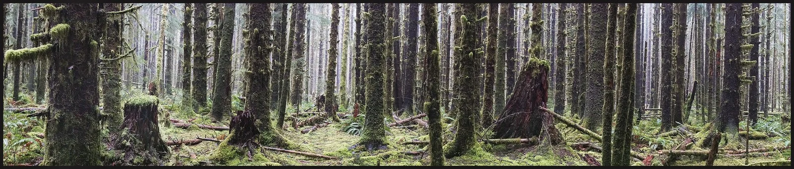 An Old Growth Hemlock Stand in the Hot Rainforest, Washington — Trees work by Maria Drazilov