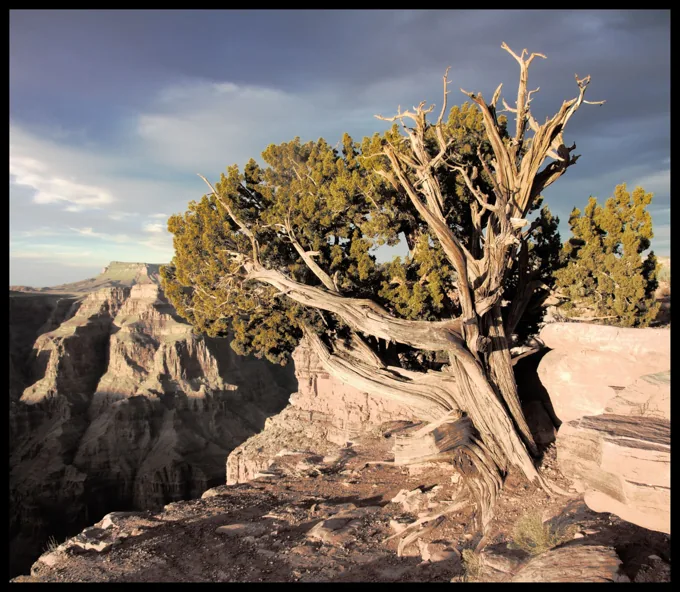 Anchored in Stone — Trees work by Maria Drazilov