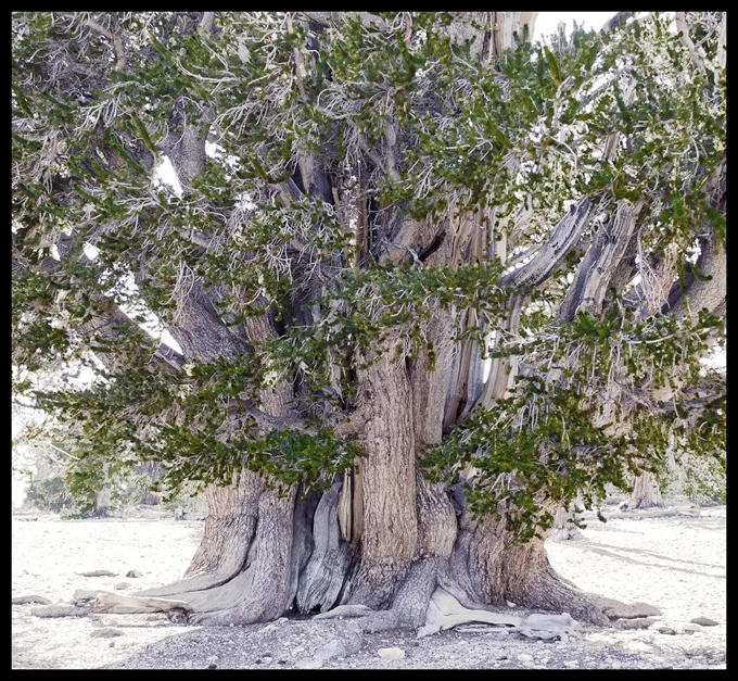 Enduring and Evergreen, The Ancient Bristlecone Pine Tree — Trees work by Maria Drazilov