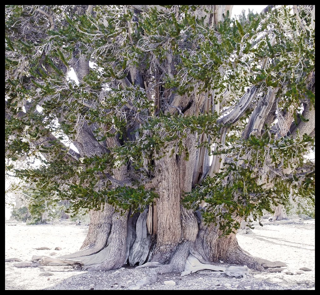 Enduring and Evergreen, The Ancient Bristlecone Pine Tree — Trees work by Maria Drazilov