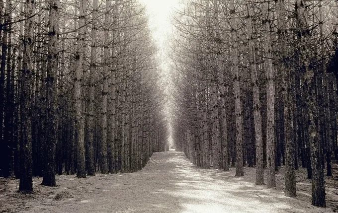 Forest Pathway — Trees work by Maria Drazilov