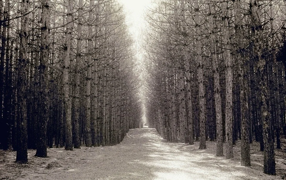 Forest Pathway — Trees work by Maria Drazilov