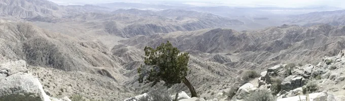 Juniper Tree Overlooking the Coachella Valley, California — Trees work by Maria Drazilov