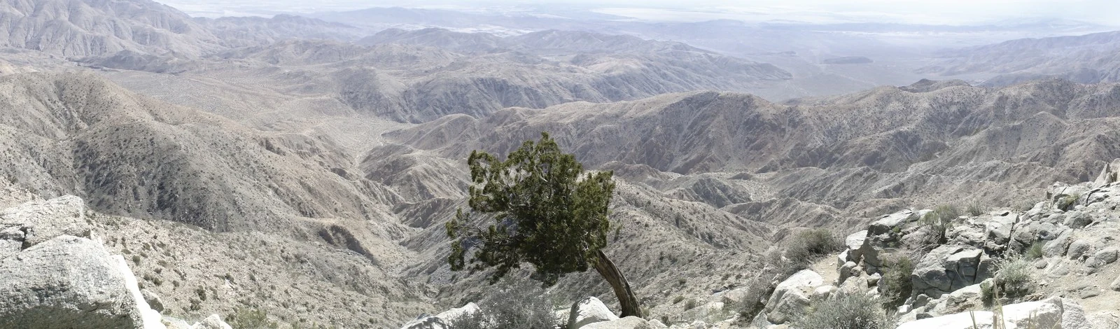 Juniper Tree Overlooking the Coachella Valley, California — Trees work by Maria Drazilov