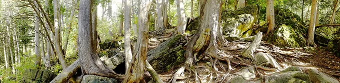 Laying Down Roots, Limehouse, Ontario — Trees work by Maria Drazilov