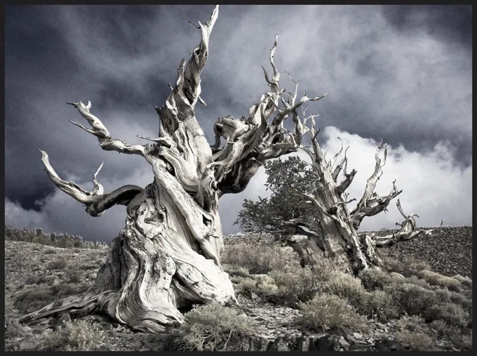 Life and Death in Ancient Bristlecone Pine Forest, California II — Trees work by Maria Drazilov