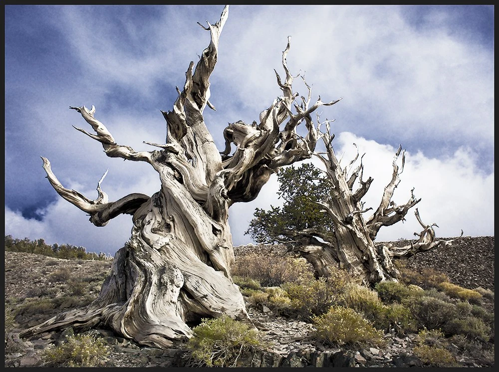 Life and Death in the Ancient Bristlecone Pine Forest, California — Trees work by Maria Drazilov
