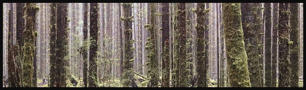 Moss Laden Trees of the Hoh Rainforest, Washington — Trees work by Maria Drazilov