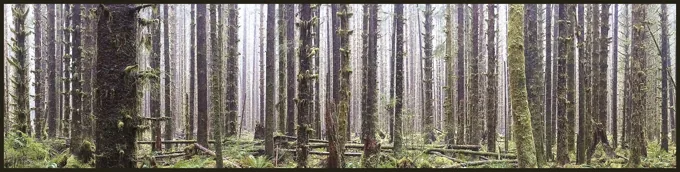 Old Growth Hemlock Trees Draped in Mosses, Hoh Rainforest, Washington — Trees work by Maria Drazilov