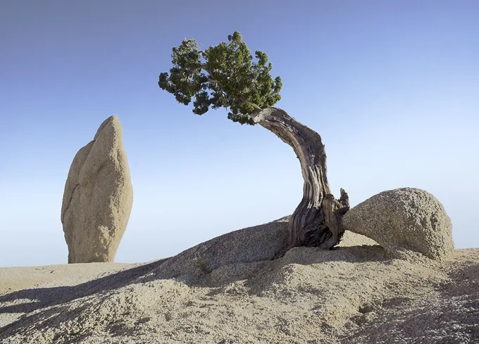 Perseverance — Trees work by Maria Drazilov