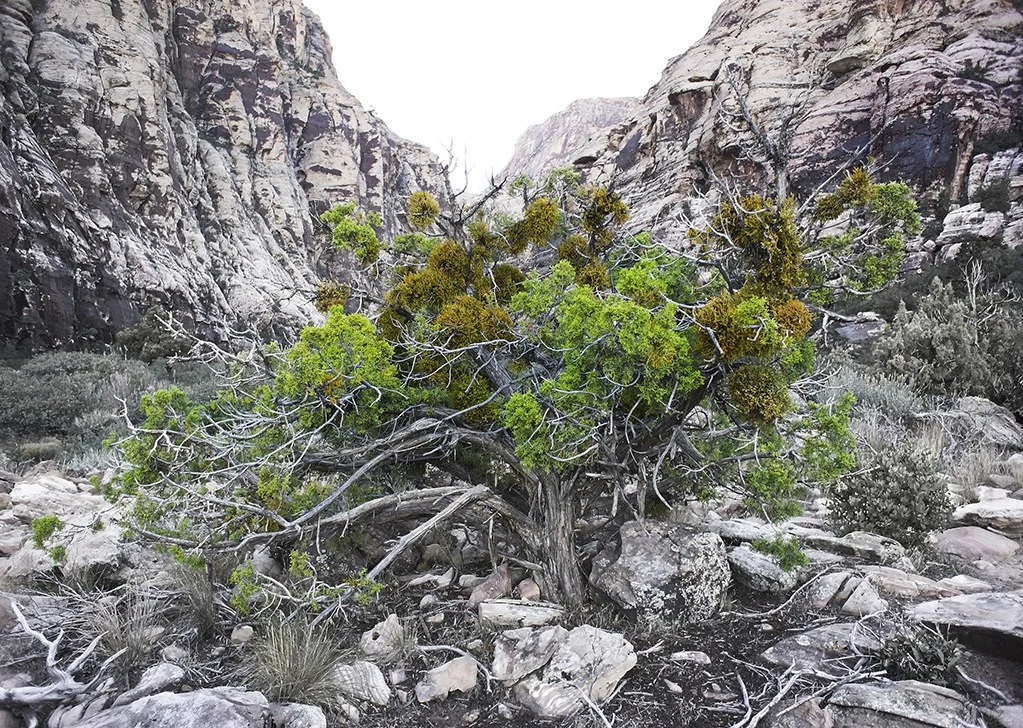 Portrait of a Juniper Tree, Red Rock Canyon, Nevada — Trees work by Maria Drazilov