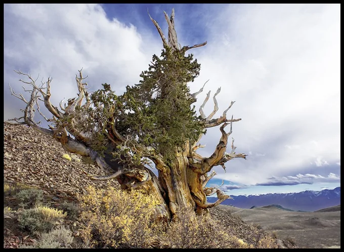 Portrait of an Ancient Bristlecone Pine Tree, White Mountains, California — Trees work by Maria Drazilov
