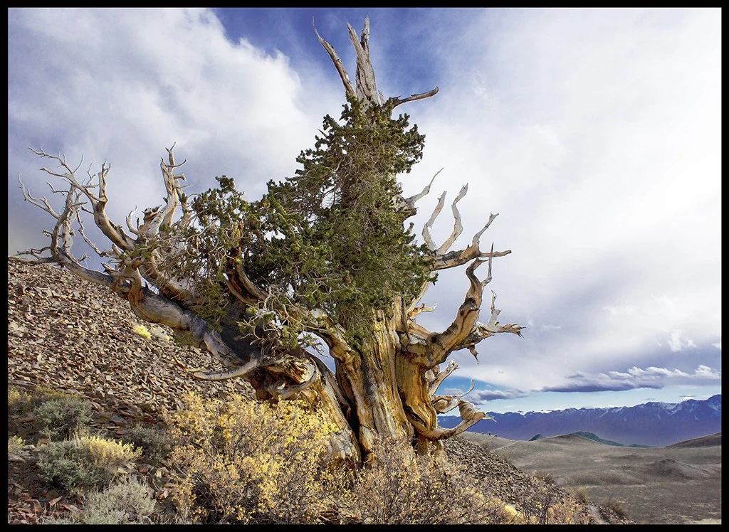 Portrait of an Ancient Bristlecone Pine Tree, White Mountains, California — Trees work by Maria Drazilov