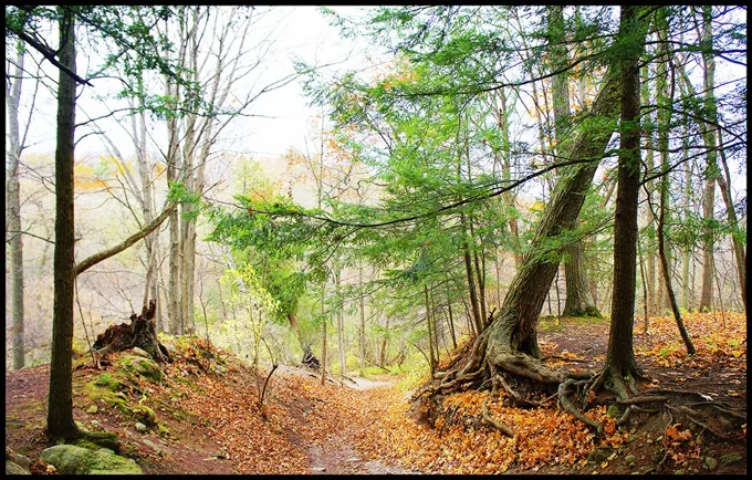 Ravine Trees — Trees work by Maria Drazilov