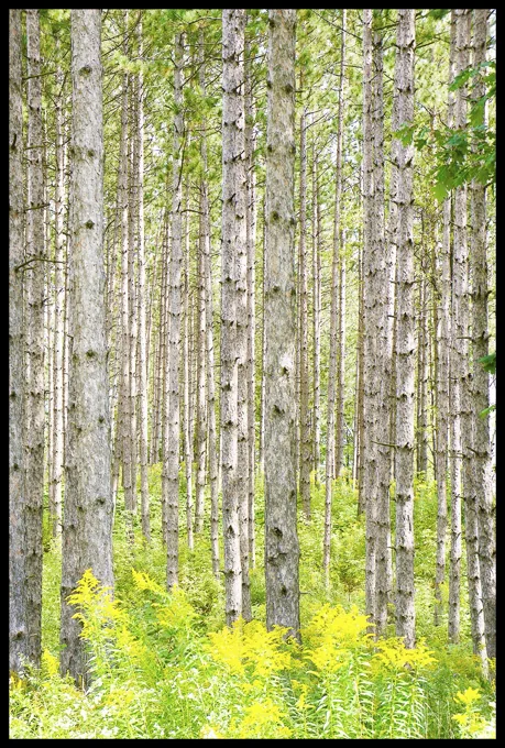 Red Pine and Golden Rod — Trees work by Maria Drazilov