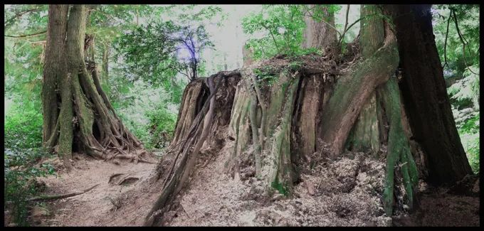 Roots and Remnants of an Old Growth Forest — Trees work by Maria Drazilov