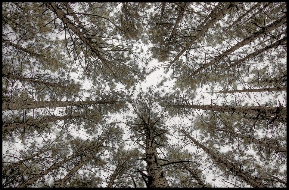 Striving Towards Heaven — Trees work by Maria Drazilov