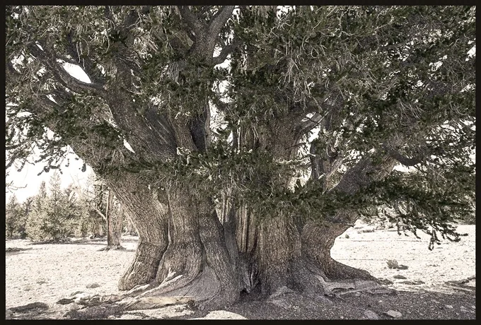 The Patriarch, Ancient Bristlecone Pine Forest, California — Trees work by Maria Drazilov