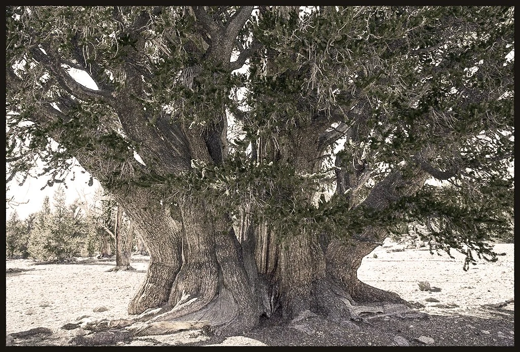 The Patriarch, Ancient Bristlecone Pine Forest, California — Trees work by Maria Drazilov