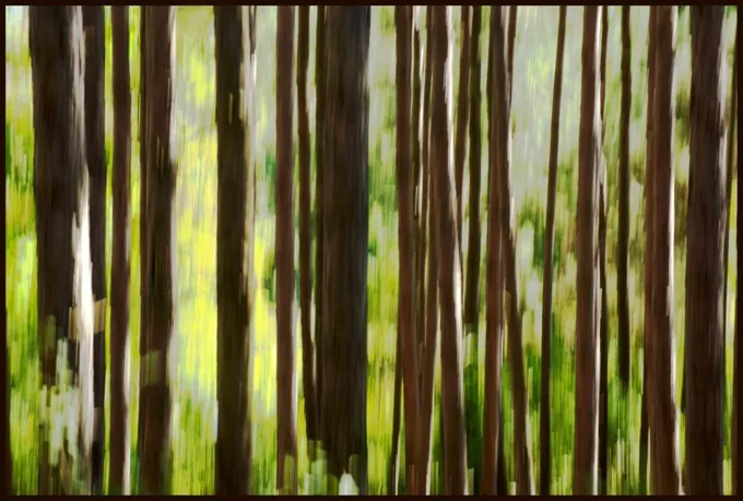 Thicket — Abstractions work by Maria Drazilov
