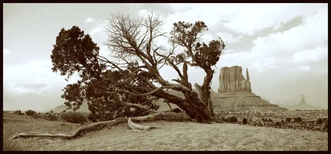 Windswept — Trees work by Maria Drazilov