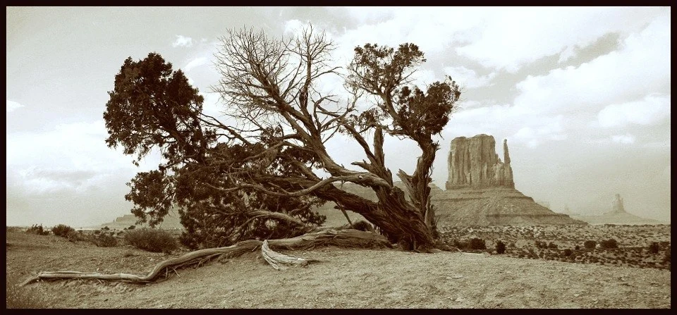 Windswept — Trees work by Maria Drazilov
