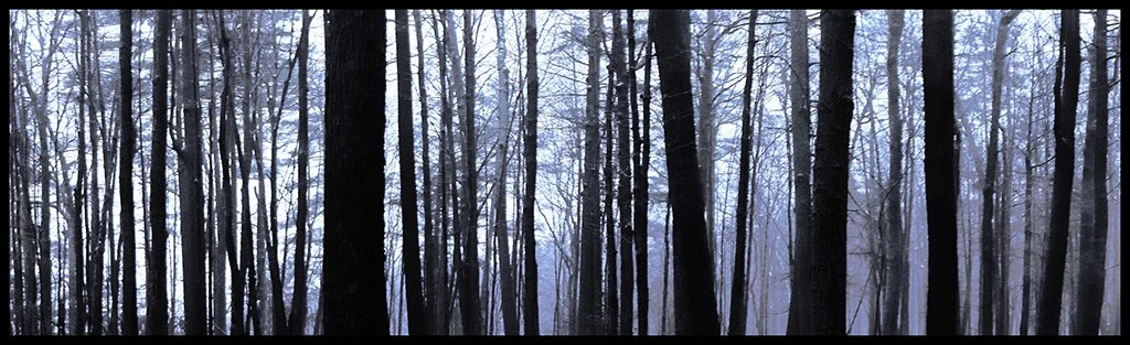 Winter Twilight — Trees work by Maria Drazilov
